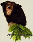 Black Bear shoulder  mounted by Peters' Taxidermy